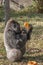 Gorilla sitting and eating a pumpkin