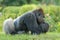 Gorilla sitting on grass