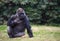 Gorilla sitting on a grass