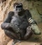 Gorilla sitting while holding its foot