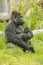 Gorilla, sitting male with a green twig in the paw