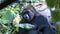 gorilla sitting shade