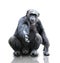A gorilla sitting on white background, isolated