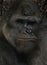 gorilla with squashed face