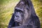 Gorilla staring looking into the camera lens head portrait with out of focus green grass background. Gorilla pensive suspicious.