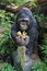 Gorilla statue carrying banana