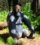 Gorilla at the super powers of animals