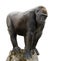 Gorilla on tree trunk, isolated