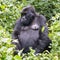 Gorilla in Uganda