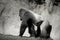 Gorilla walking, in black and white