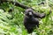 Gorilla watchful looking inbetween green plants and trees of the wild of mountain jungle in Uganda