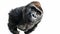 a gorilla on white background is looking up
