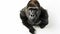 a gorilla on white background is looking up