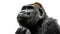 a gorilla on white background is looking up