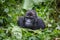 Gorilla in wilderness Democratic Republic of Congo