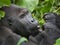 Gorilla in wilderness Democratic Republic of Congo