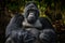 Gorilla - wildlife close-up portrait of  Mountain gorilla, Mgahinga National Park in Uganda. Detail head portrait with beautiful