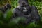 Gorilla - wildlife close-up portrait . Mountain gorilla, Mgahinga National Park in Uganda. Detail head portrait with beautiful
