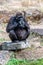 Gorilla woman waits for food on a stone