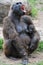 Gorilla with a young offspring screaming