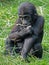 Gorilla youngster