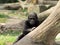 Gorilla youngster