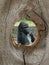 Gorilla Zoo Animal in Fence Knot Hole