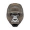 Gorillas angy head face