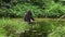 The gorillas come to feed on aquatic plants rich in salt in Mbeli Bai