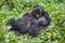 Gorillas family in Congo rainforest