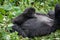 Gorillas family in Congo rainforest