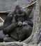 Gorillas Socializing