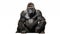 Gorillas on white background, they are herbivorous, predominantly ground-dwelling great apes