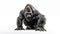 Gorillas on white background, they are herbivorous, predominantly ground-dwelling great apes