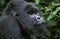 GORILLE DE MONTAGNE gorilla gorilla beringei