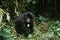 GORILLE DE MONTAGNE gorilla gorilla beringei