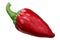 Gorria red chili pepper, paths
