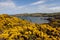 Gorse