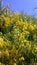 Gorse in bloom in the Ardeche - bright yellow