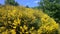 Gorse in bloom in the Ardeche - bright yellow