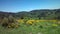 Gorse in bloom in the Ardeche - bright yellow