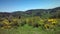 Gorse in bloom in the Ardeche - bright yellow