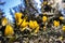 Gorse in Bonny Glen in County Donegal - Ireland