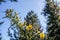 Gorse in Bonny Glen in County Donegal - Ireland