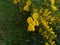 Gorse bush in the forest with yellow blossom