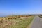 Gorse bushes on the Devon cliffs