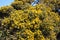 Gorse bushes on the Devon cliffs