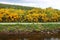 Gorse bushes in flower by canal