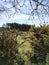 Gorse bushes in heathland