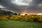 Gorse bushes at sunrise